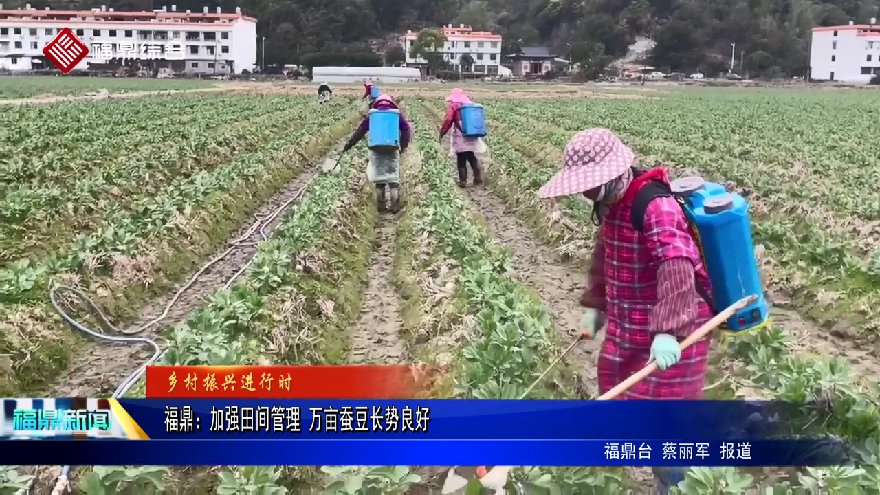 bet365：加强田间管理 万亩蚕豆长势良好